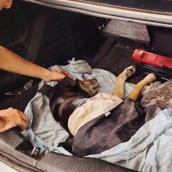 Rescataron a un perro que fue arrojado en un contenedor de basura imagen-1
