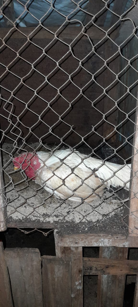 Intervención policial en Campo Grande desbarató una red clandestina de riñas de gallos imagen-4