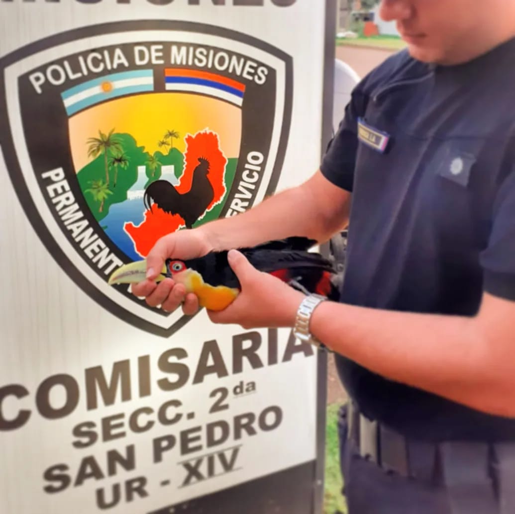 Operativo policial Territorial Misiones: con detenidos, secuestros y rescates de animales imagen-16