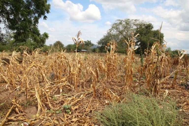 Misiones declarará la emergencia agropecuaria y climática imagen-8