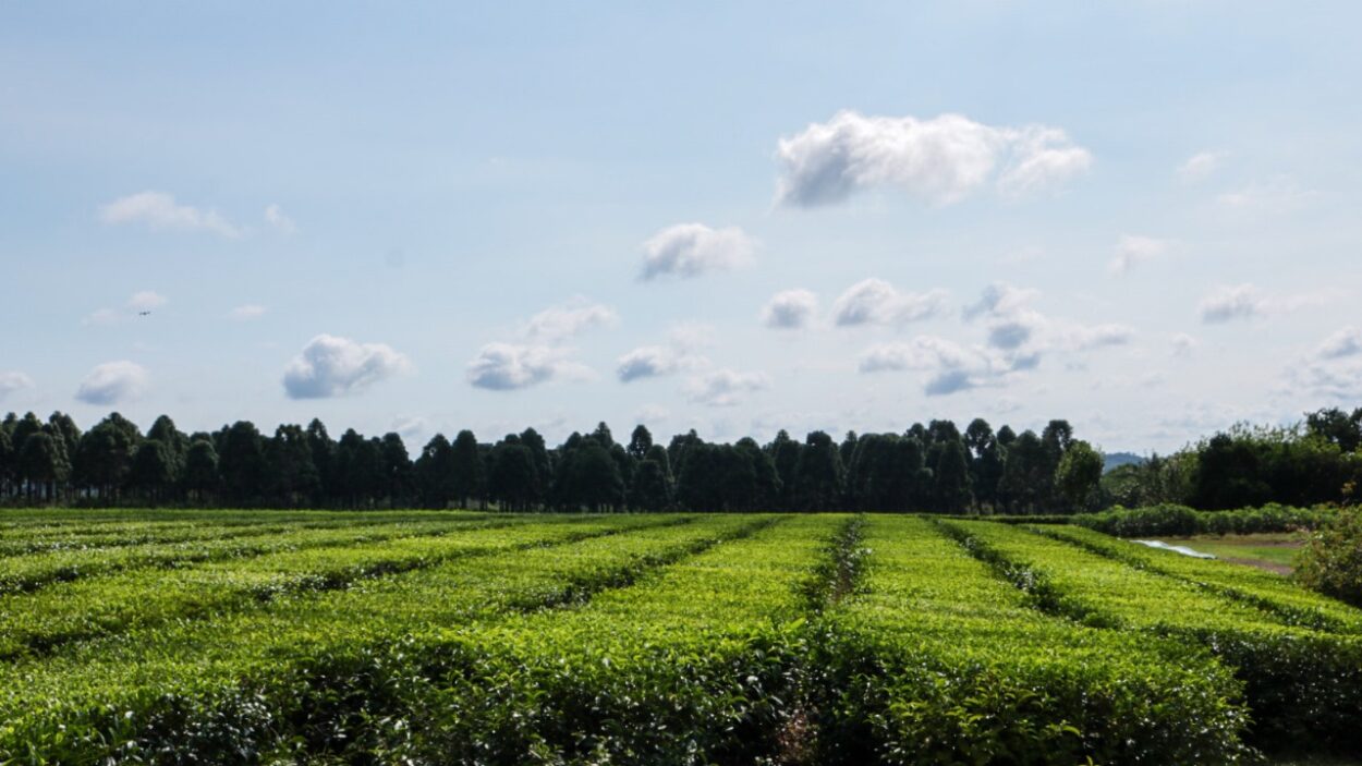 Nueva actualización para el precio de la hoja verde de té imagen-1