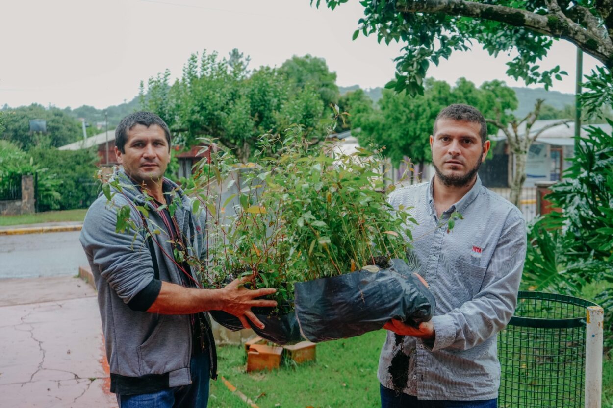Agro entregó más de 5 mil plantines a pequeños productores de la foresto-industria misionera imagen-2