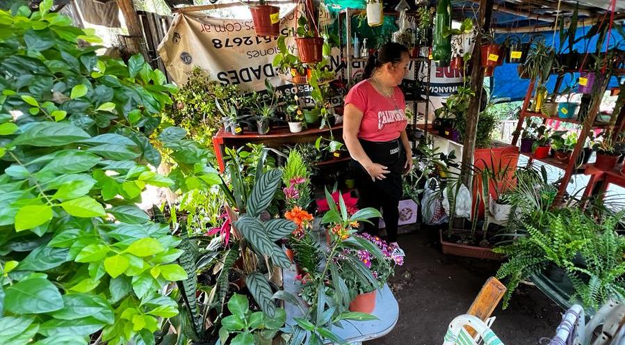 Para sostener el comedor comunitario, mujeres del barrio Patotí apuestan a la comercialización de plantas   imagen-2