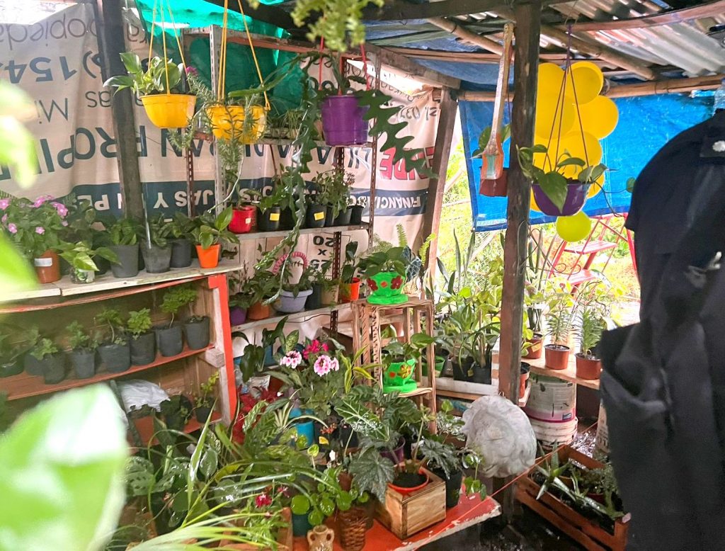 Para sostener el comedor comunitario, mujeres del barrio Patotí apuestan a la comercialización de plantas   imagen-6