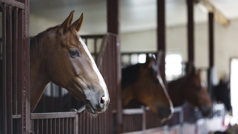 Encefaliomelitis Equina: estiman que en dos semanas habrá 350.000 vacunas disponibles imagen-39