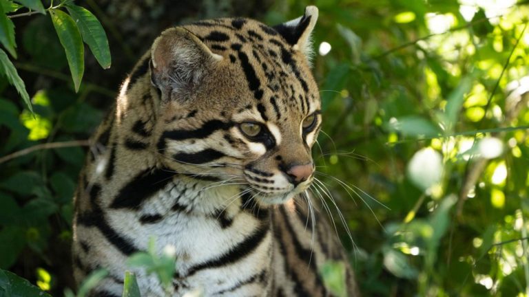 Tomi y Luna, la primera pareja de ocelotes en llegar al parque Iberá imagen-50