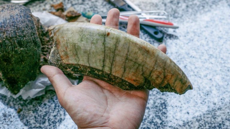 Un joven encontró restos fósiles de un Toxodon mientras caminaba por la playa imagen-7