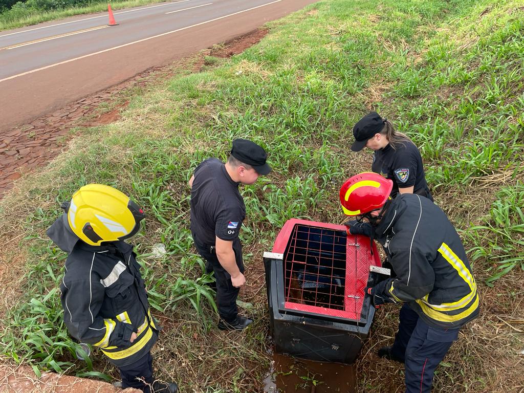 Policías y Bomberos Voluntarios lograron rescatar un oso hormiguero atrapado en un desagüe de Campo Viera imagen-1