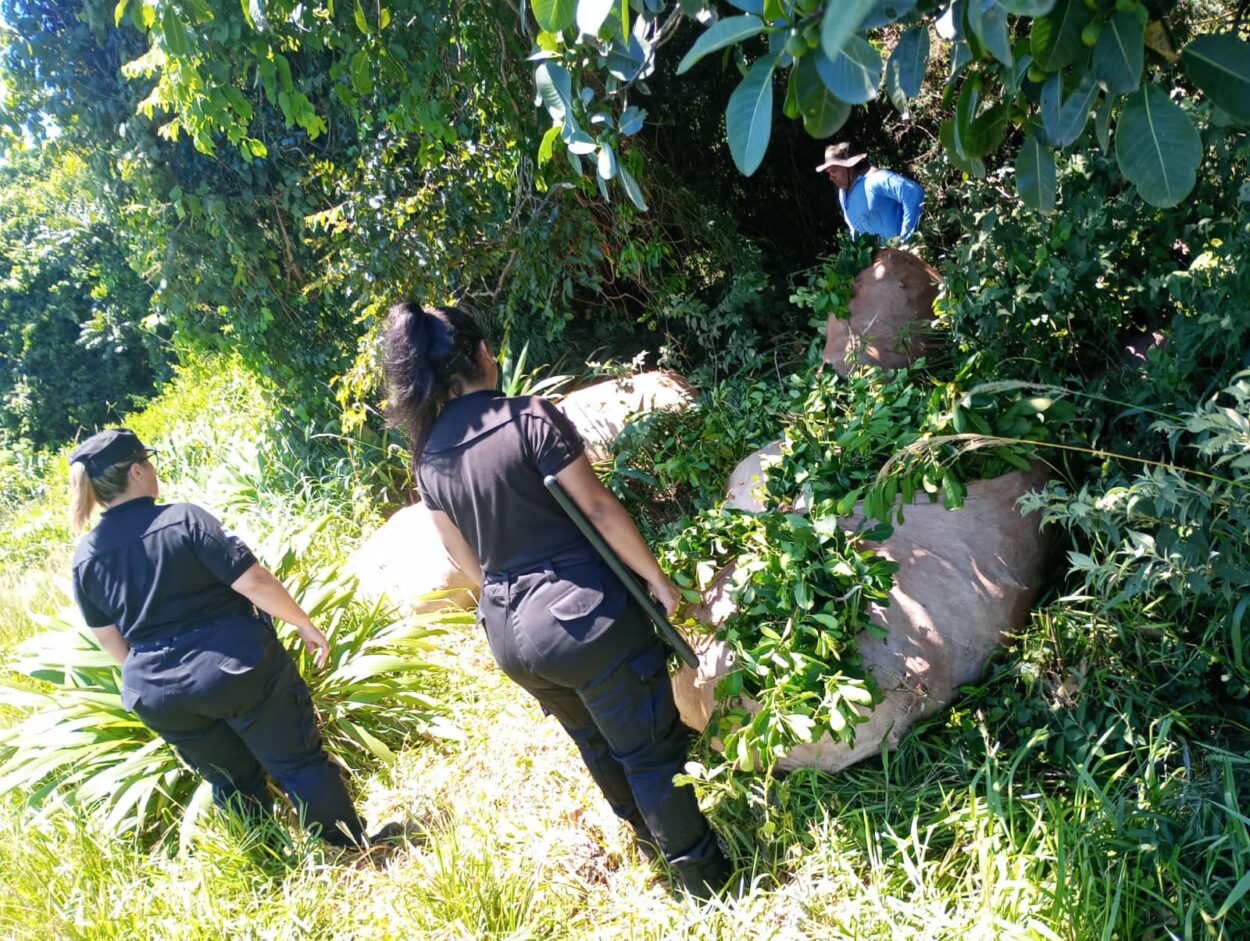 La Policía evitó el robo de más de 600 kilos de hojas de yerba mate a un colono imagen-1