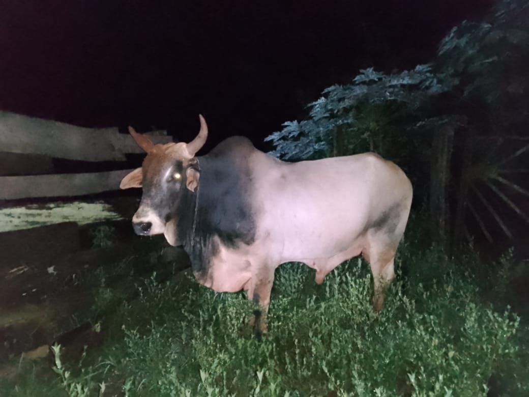 Policías recuperaron a un animal bovino que, tras ser sustraído, esperaba ser trasladado imagen-1