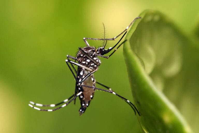 Advierten que el mosquito que transmite el dengue pica entre 4 a 5 veces y es más pequeño el insecto normal  imagen-10