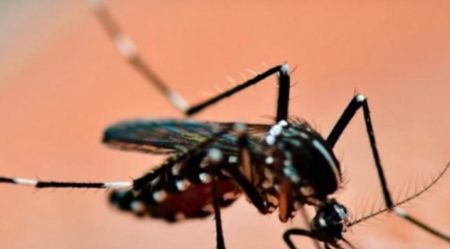 Alerta en Itapúa por el aumento de casos de Dengue imagen-4