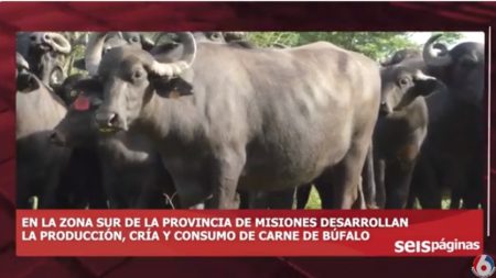 La producción de búfalo se potencia en la zona Sur con el objetivo de ampliar el consumo interno y exportación de carne con valor agregado imagen-7