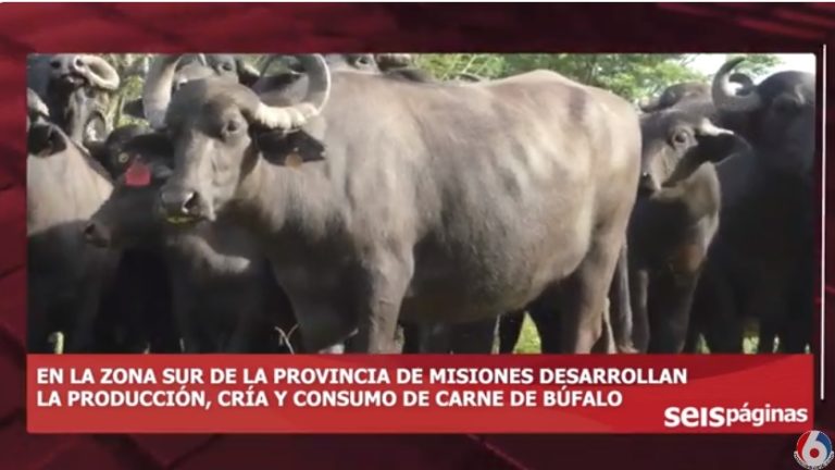 La producción de búfalo se potencia en la zona Sur con el objetivo de ampliar el consumo interno y exportación de carne con valor agregado imagen-38