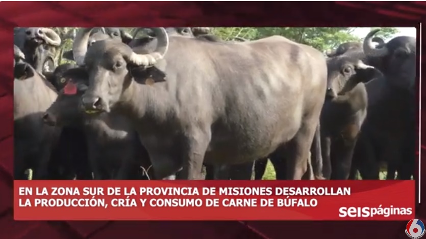 La producción de búfalo se potencia en la zona Sur con el objetivo de ampliar el consumo interno y exportación de carne con valor agregado imagen-1