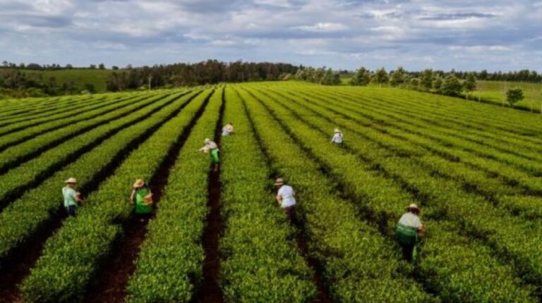 “Este nivel de improvisación no le hace bien a nadie”, señala productor de té y yerba imagen-25