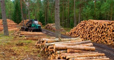 Industria forestal: el 60% de la producción maderera se destina a la obra pública imagen-1