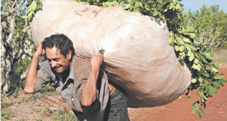 Inym: preocupa la aparición de representantes de la yerba “cuatrera” imagen-11