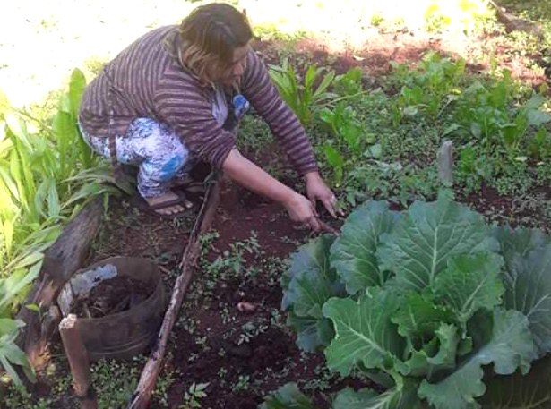 Promueven la agricultura familiar con sustentabilidad ambiental imagen-12