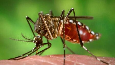 Corrientes gestiona con Nación la vacuna contra el Dengue imagen-6
