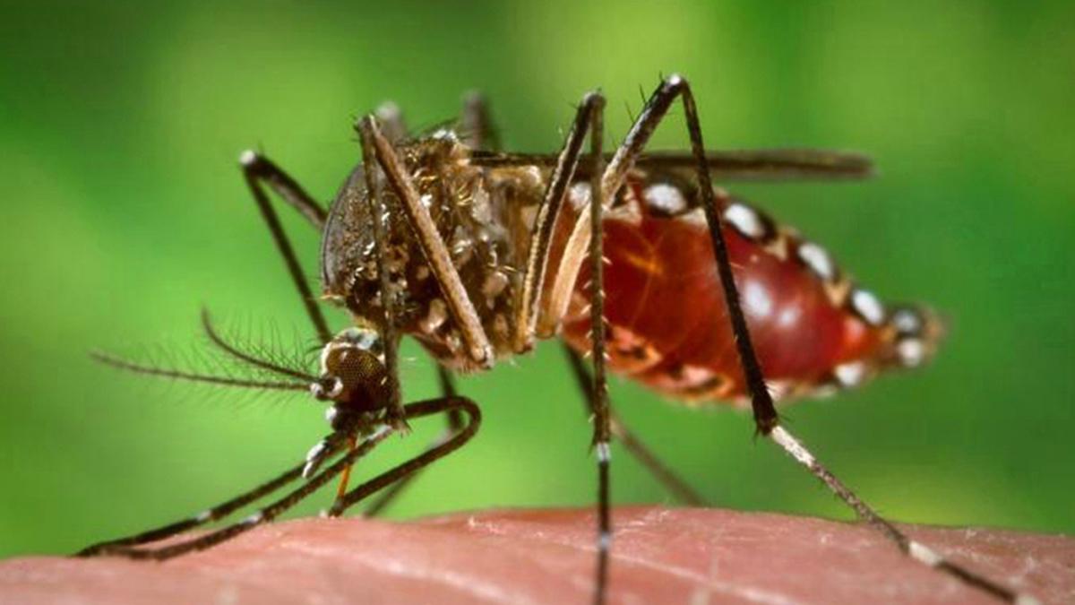 Corrientes gestiona con Nación la vacuna contra el Dengue imagen-1