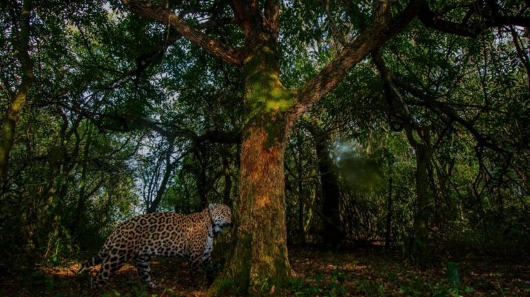 Registran un nuevo yaguareté silvestre en el Parque Iberá en Corrientes imagen-41