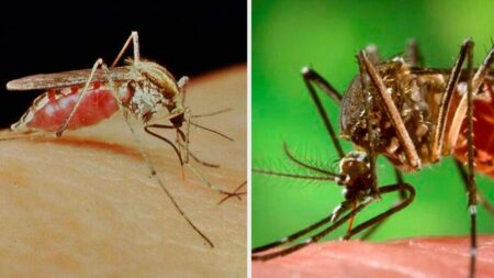 Los mosquitos protagonistas del verano: prevención y síntomas de las enfermedades que provocan imagen-9
