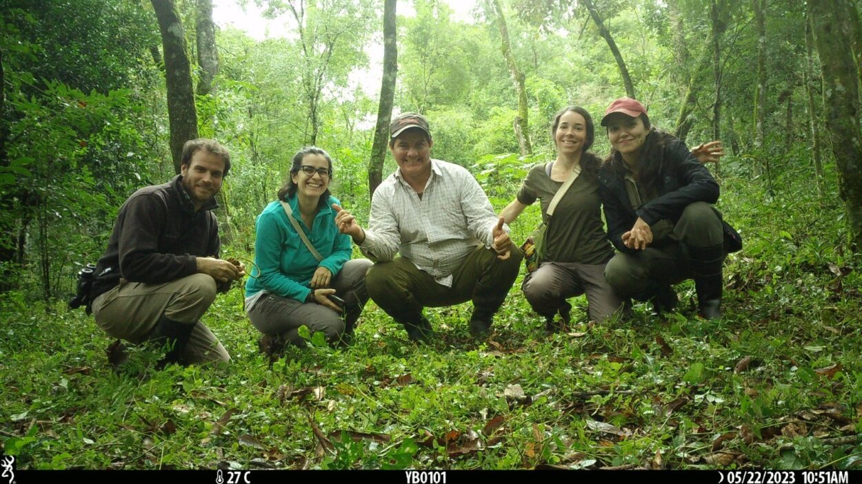 Para afianzar la producción agroecológica, el Inym estudia si mamíferos utilizan los yerbales como corredores entre áreas de selva imagen-2