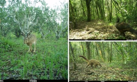 Para afianzar la producción agroecológica, el Inym estudia si mamíferos utilizan los yerbales como corredores entre áreas de selva imagen-10