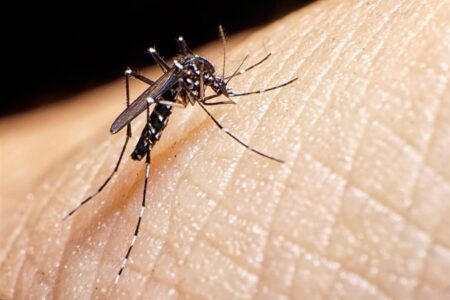 Ante síntomas compatibles con Dengue recomiendan concurrir a los Caps o consultar con Alegramed imagen-3