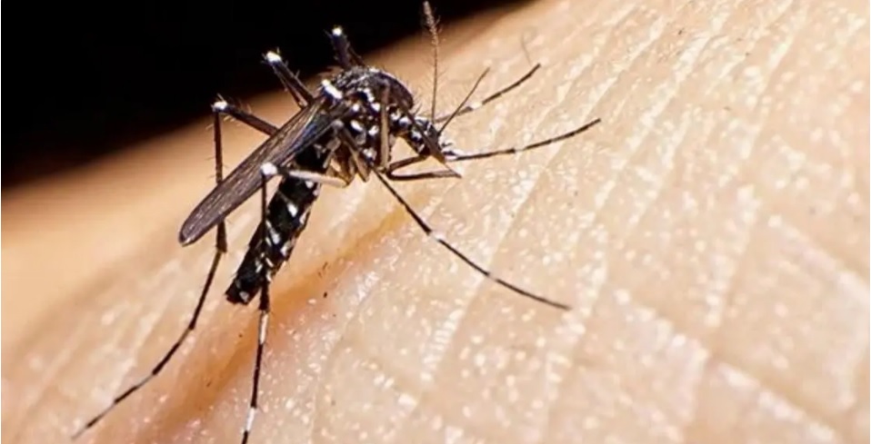 Dengue: falleció una mujer, séptima víctima imagen-1