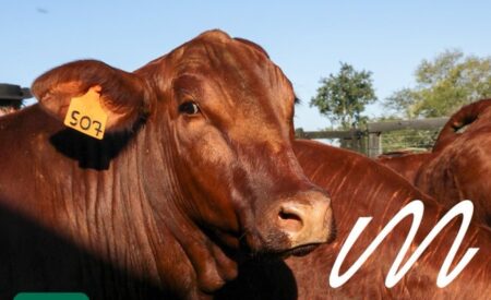 En el año 2023 se realizaron 11 remates ganaderos en diferentes puntos de la provincia En el año 2023 se realizaron 11 remates ganaderos en diferentes puntos de la provincia imagen-8