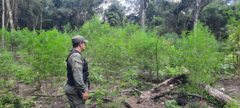 Gendarmes descubren una plantación de marihuana entre la maleza imagen-17