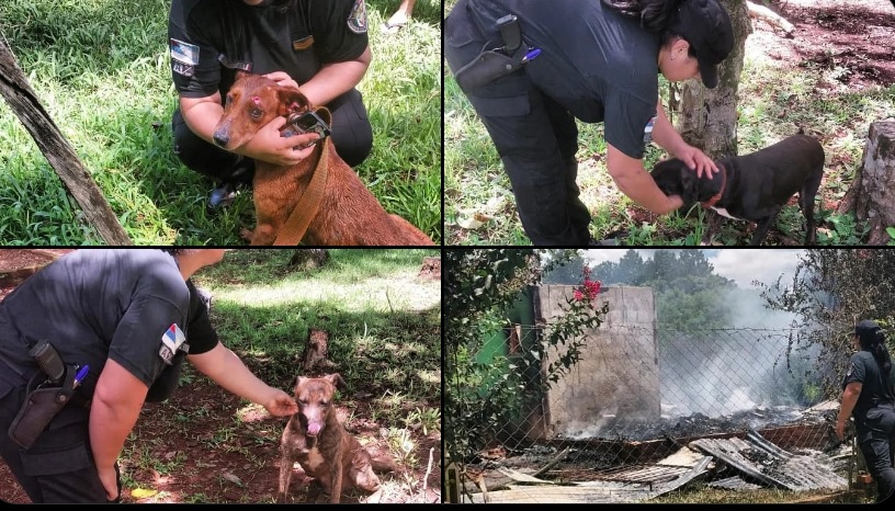 Tres perros atrapados en un incendio fueron rescatados por la Policía imagen-1