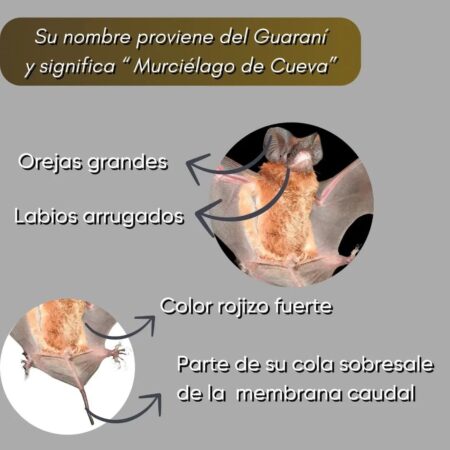 Hallaron una nueva especie de murciélago en San Ignacio imagen-2