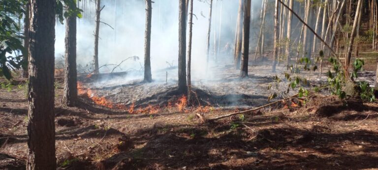 Extinguen fuego de pastizales en un pinar de Panambí imagen-46