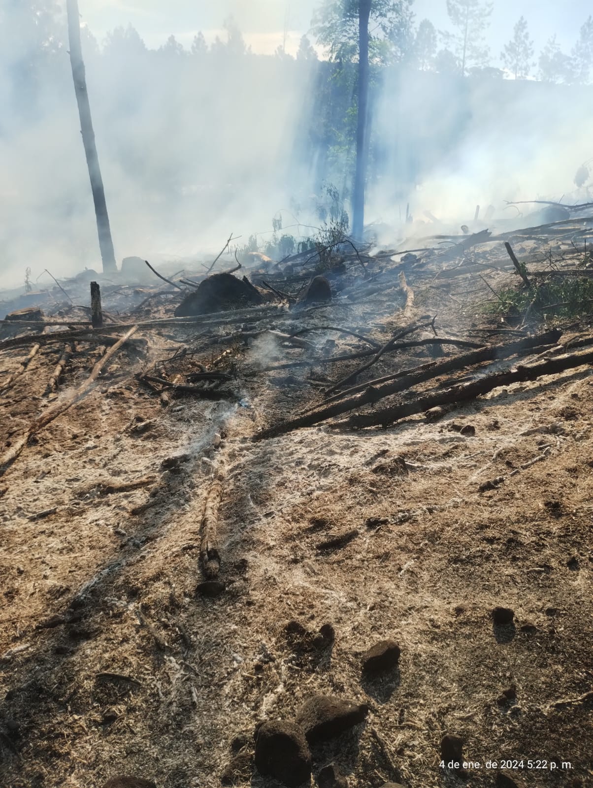 Extinguen fuego de pastizales en un pinar de Panambí imagen-2