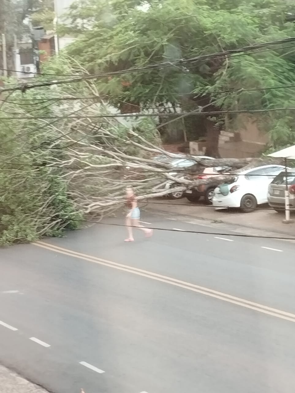 Fuertes vientos tumbaron un árbol que cayó sobre un auto estacionado y en algunos sectores se interrumpió la energía eléctrica imagen-1