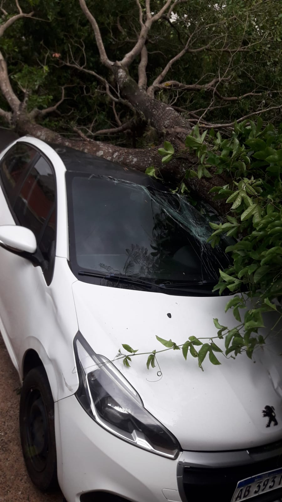 Fuertes vientos tumbaron un árbol que cayó sobre un auto estacionado y en algunos sectores se interrumpió la energía eléctrica imagen-6