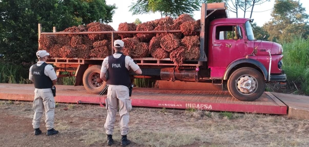 Prefectura secuestró más de cinco toneladas de tabaco en Misiones imagen-2