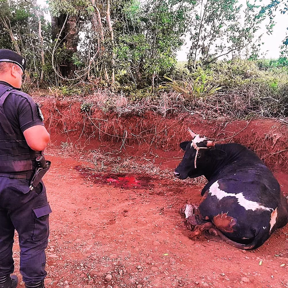 Recorridas rurales: policías recuperaron dos animales vacunos robados minutos antes a un colono imagen-2