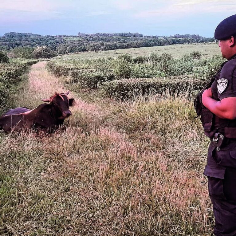 Recorridas rurales: policías recuperaron dos animales vacunos robados minutos antes a un colono imagen-2