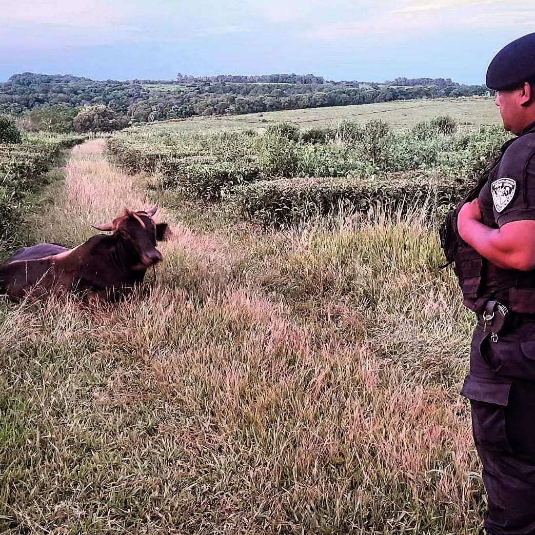 Recorridas rurales: policías recuperaron dos animales vacunos robados minutos antes a un colono imagen-1