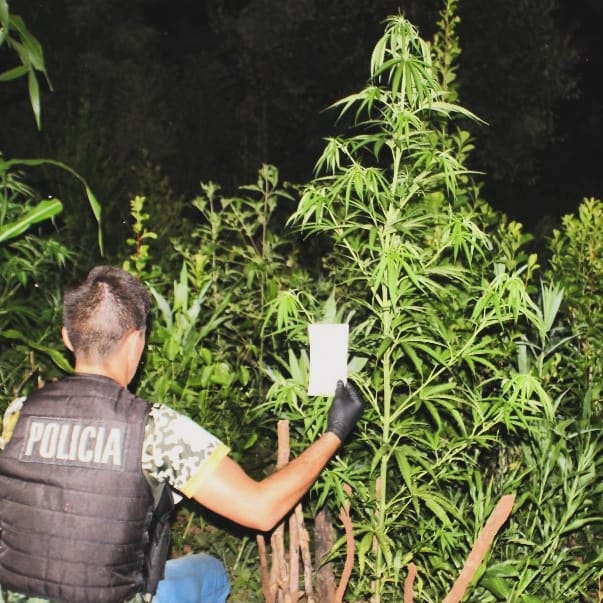 Can de la Policía detectó una plantación de marihuana en un predio privado de San Pedro imagen-4