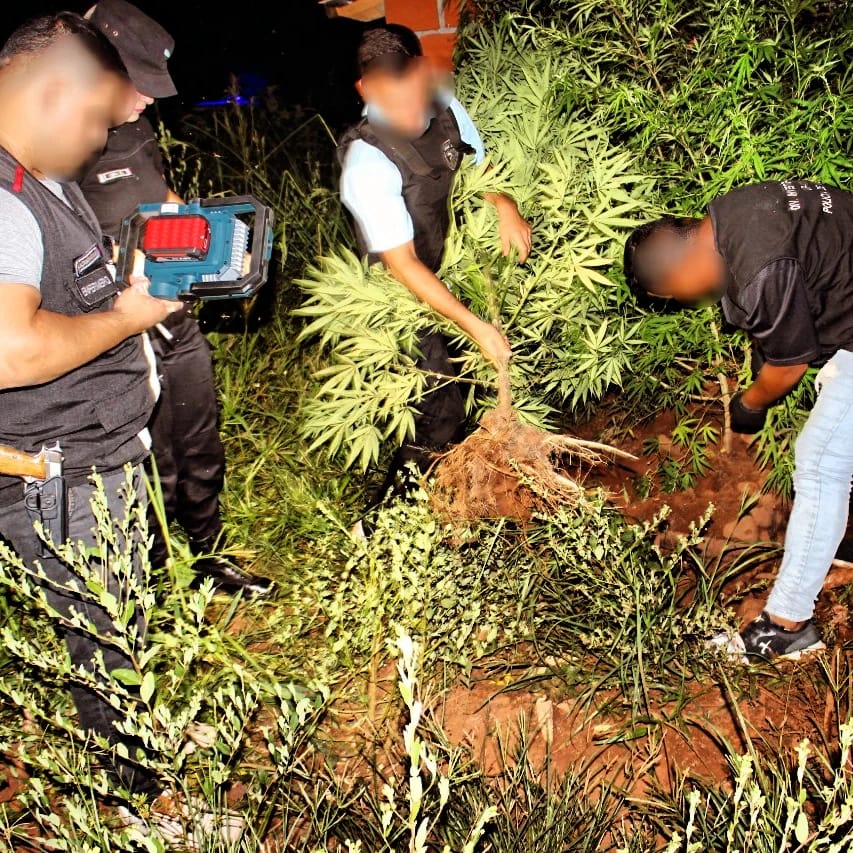 Can de la Policía detectó una plantación de marihuana en un predio privado de San Pedro imagen-6