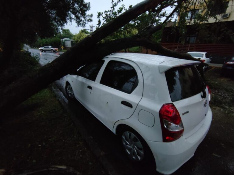 La tormenta provocó caída de árboles, ramas, postes del tendido eléctrico y voladuras de techos imagen-8