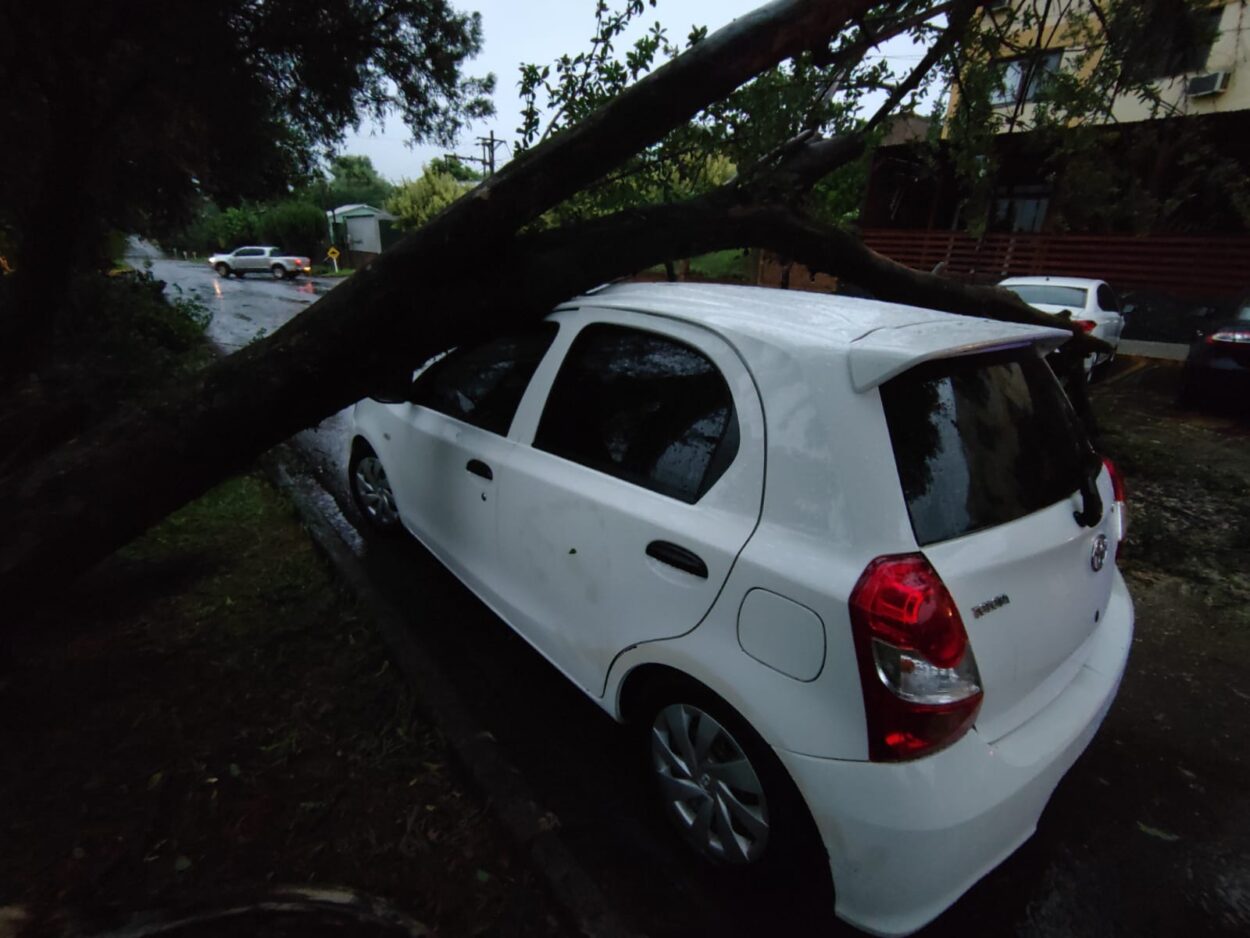 La tormenta provocó caída de árboles, ramas, postes del tendido eléctrico y voladuras de techos imagen-1