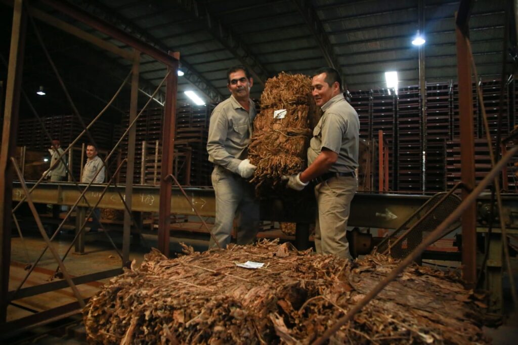 En el primer día de acopio de tabaco, Passalacqua visitó la Cooperativa Tabacalera de Misiones tras el acuerdo histórico con el sector imagen-2