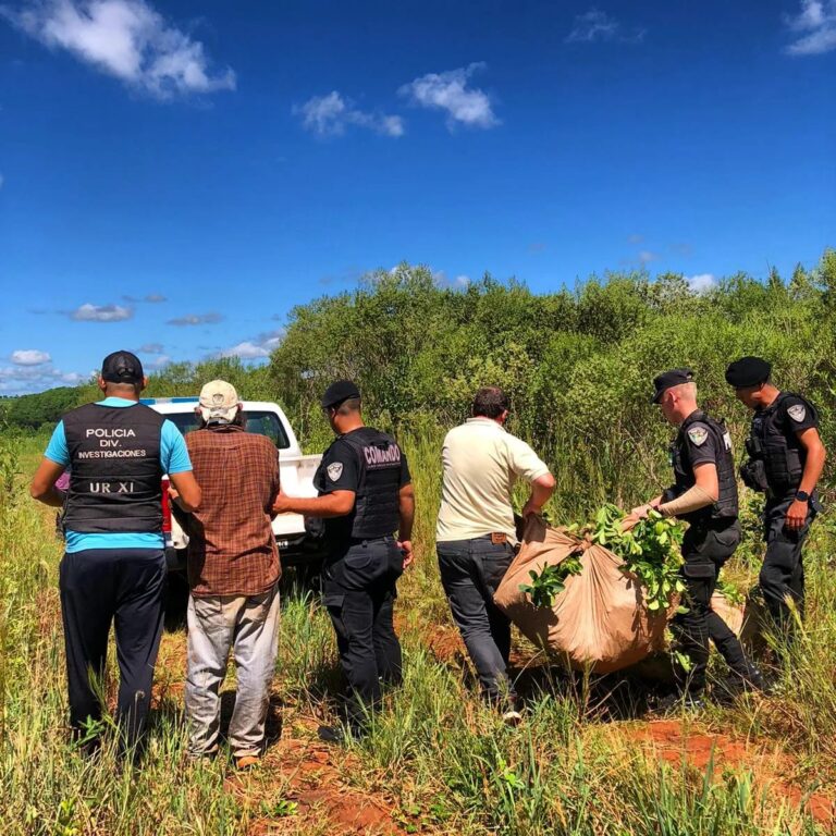 Lo arrestaron por robar casi una tonelada de yerba mate a su vecino Lo arrestaron por robar casi una tonelada de yerba mate a su vecino imagen-3