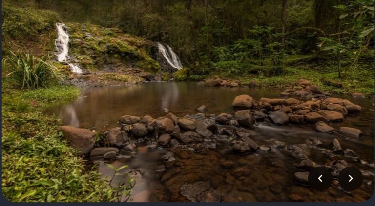 Misiones impulsa un Corredor Biológico Internacional que incluye a Brasil y Paraguay  imagen-3